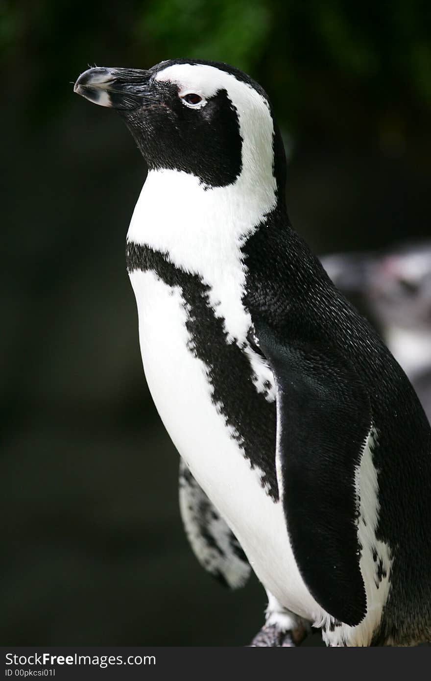 Magellan Penguin