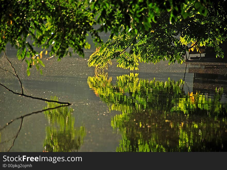 Tree reflection in the lake