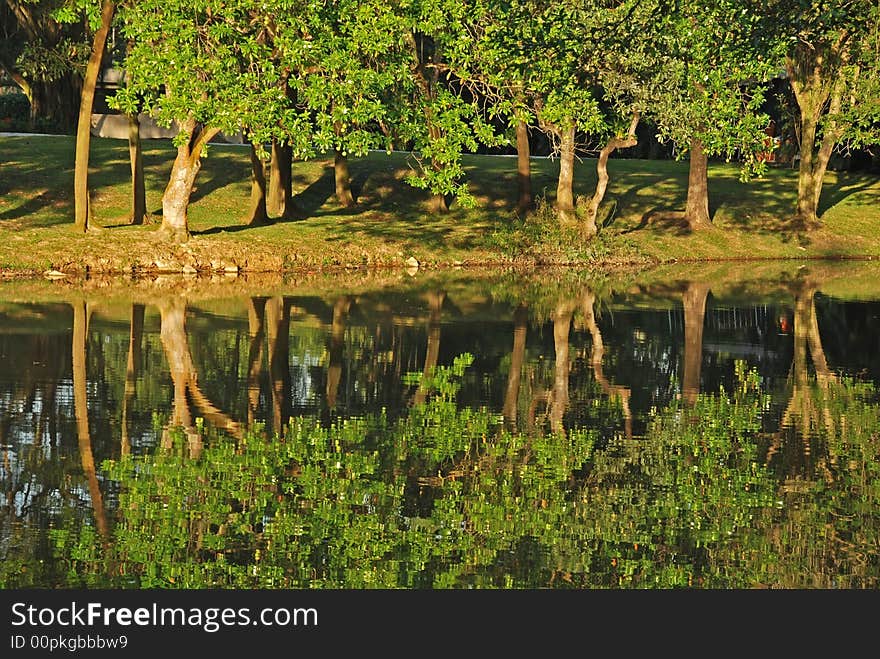 Tree reflection in the lake