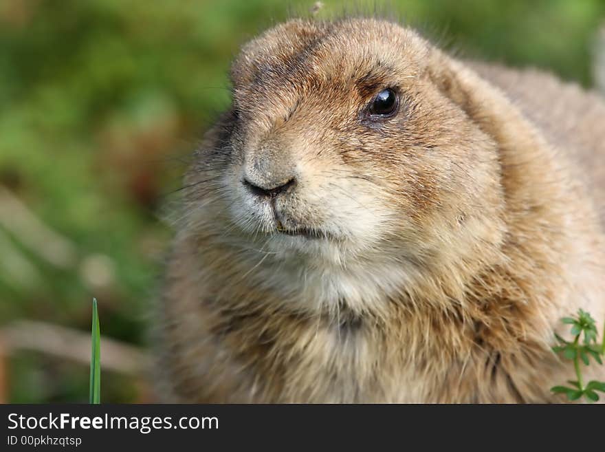 Prairie dog