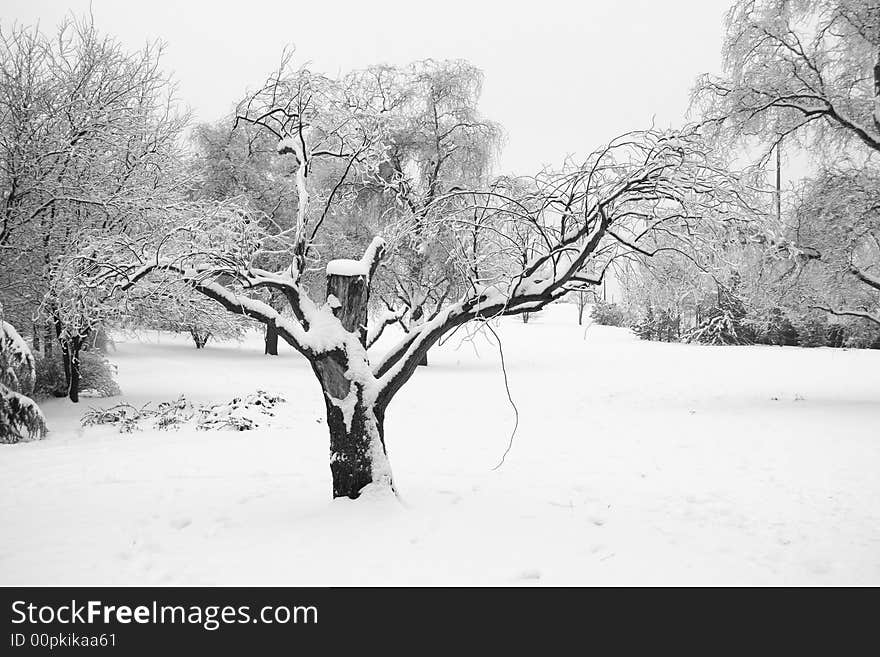 Tree in forest under snow