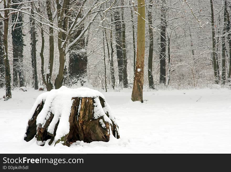 Tree under snow in forest. Tree under snow in forest