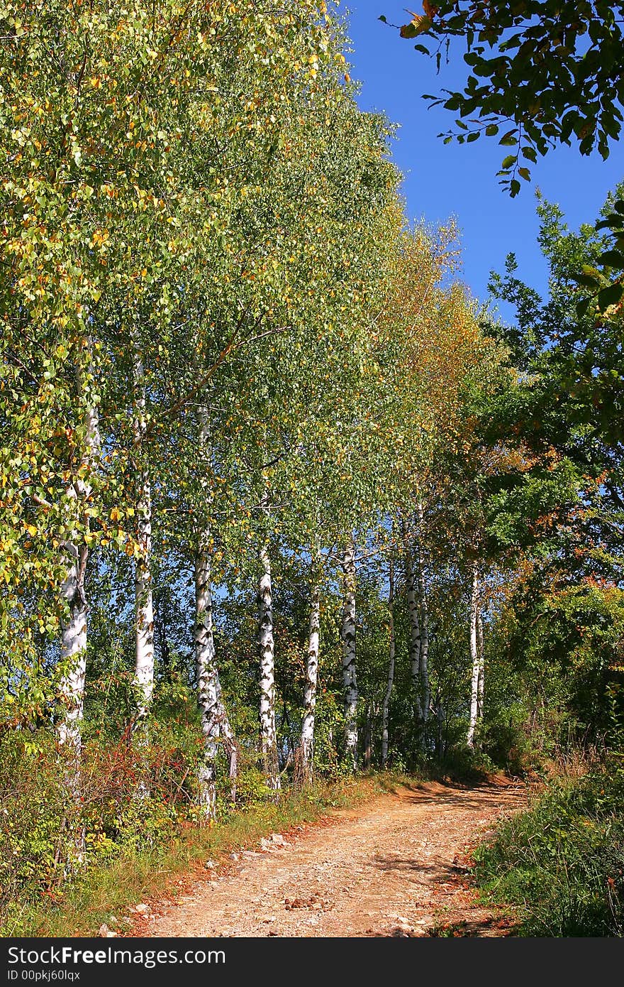 Autumn birch tree with green-golden leaves. Autumn birch tree with green-golden leaves