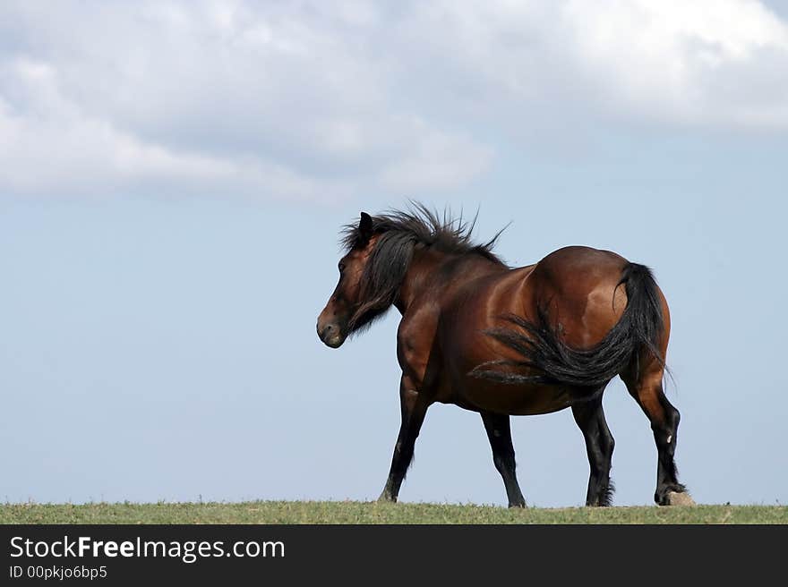 Beautiful wild horse