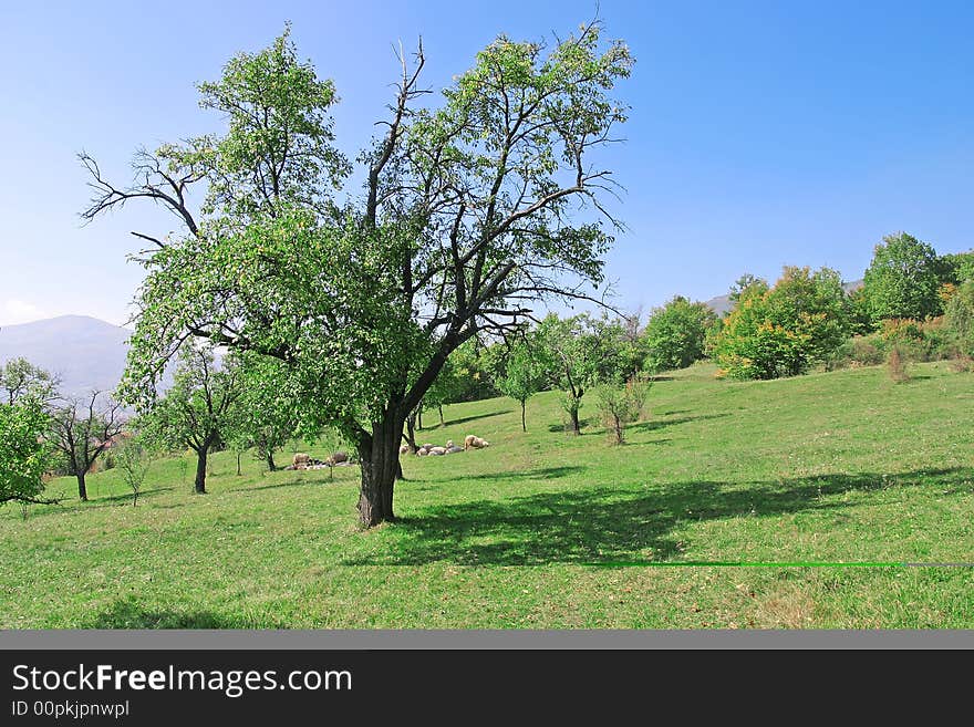 Landscape - green field and lonely tree. Landscape - green field and lonely tree