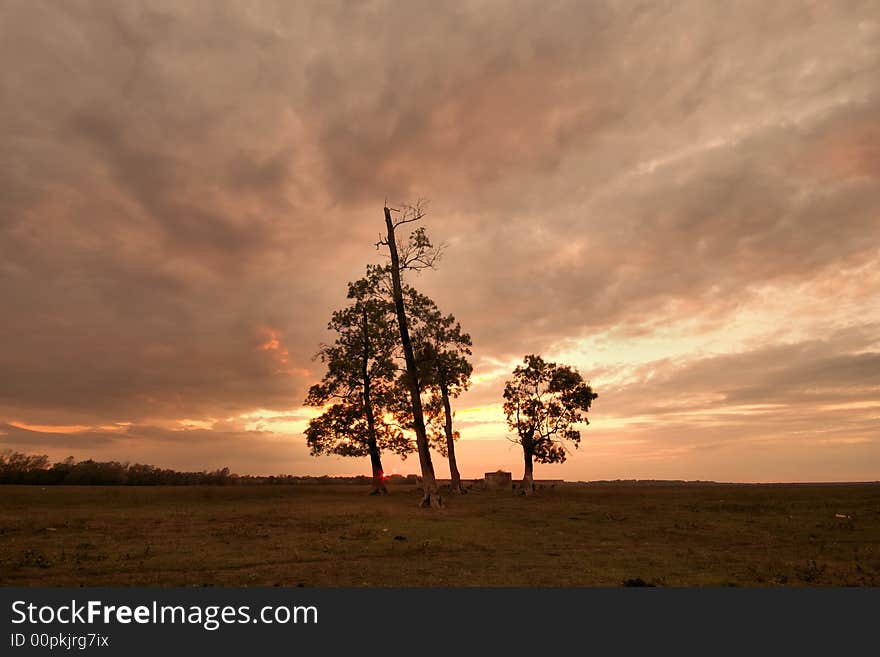 Trees at sunset