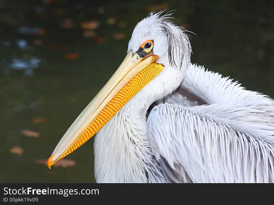 Pelican Portrait