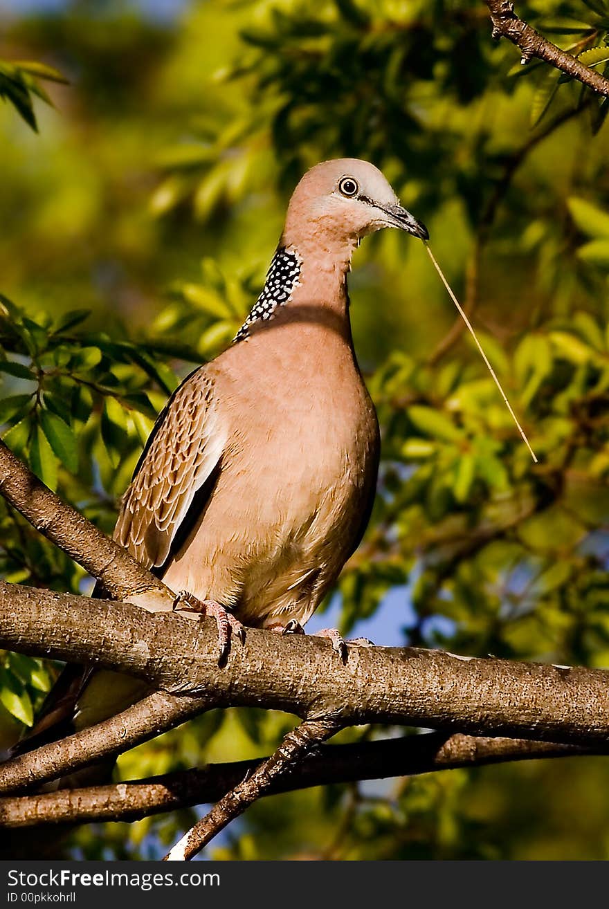 Wild pigeon with a straw in its beak, on a tree branch. Wild pigeon with a straw in its beak, on a tree branch