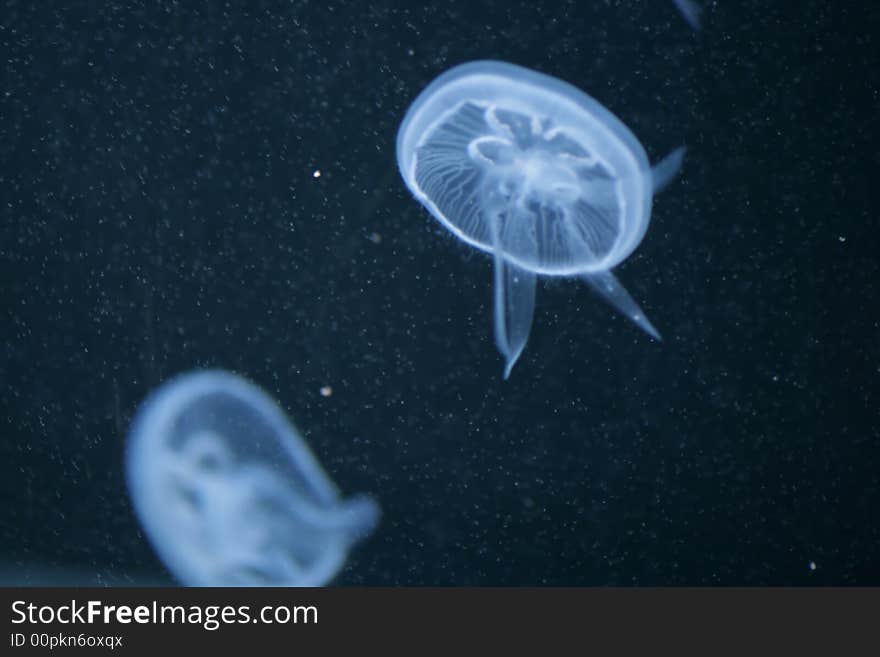 Two Sea Jellyfishes