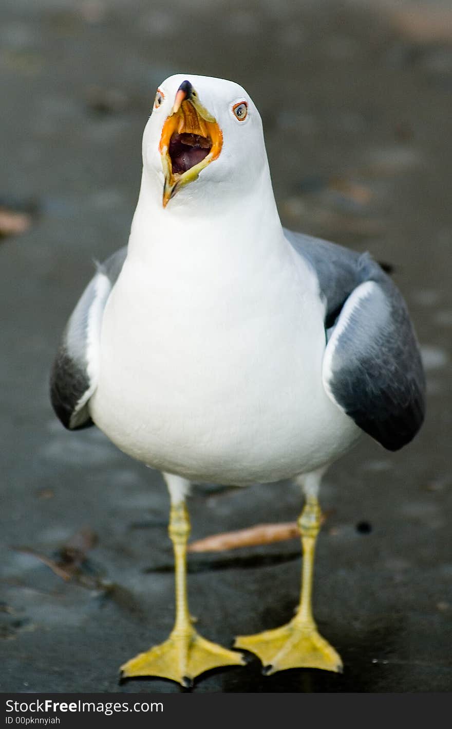 Front view of a opening mouse seagull