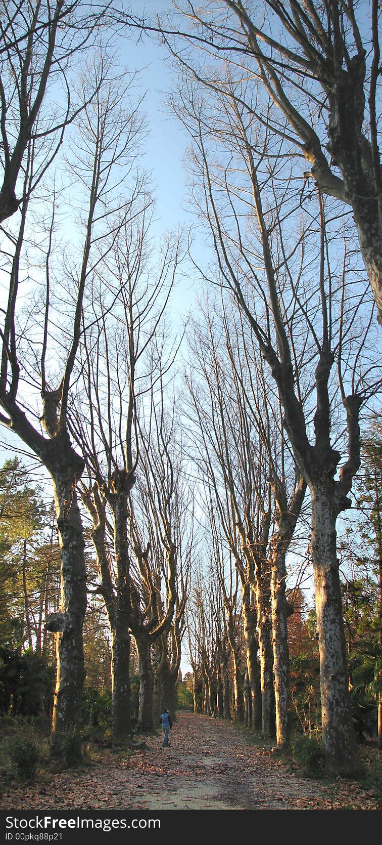 Lonely girl on platan path. Gagra park.