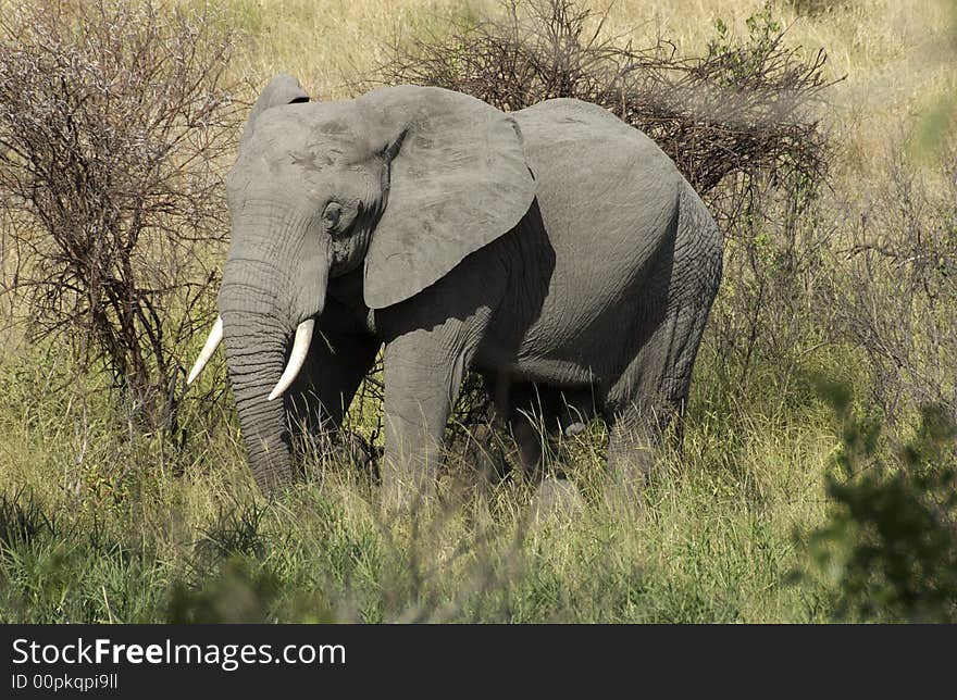 Elephant bull in the Kruger National Park, South Africa