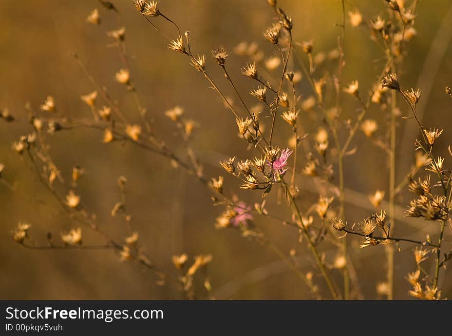 Late autumn view