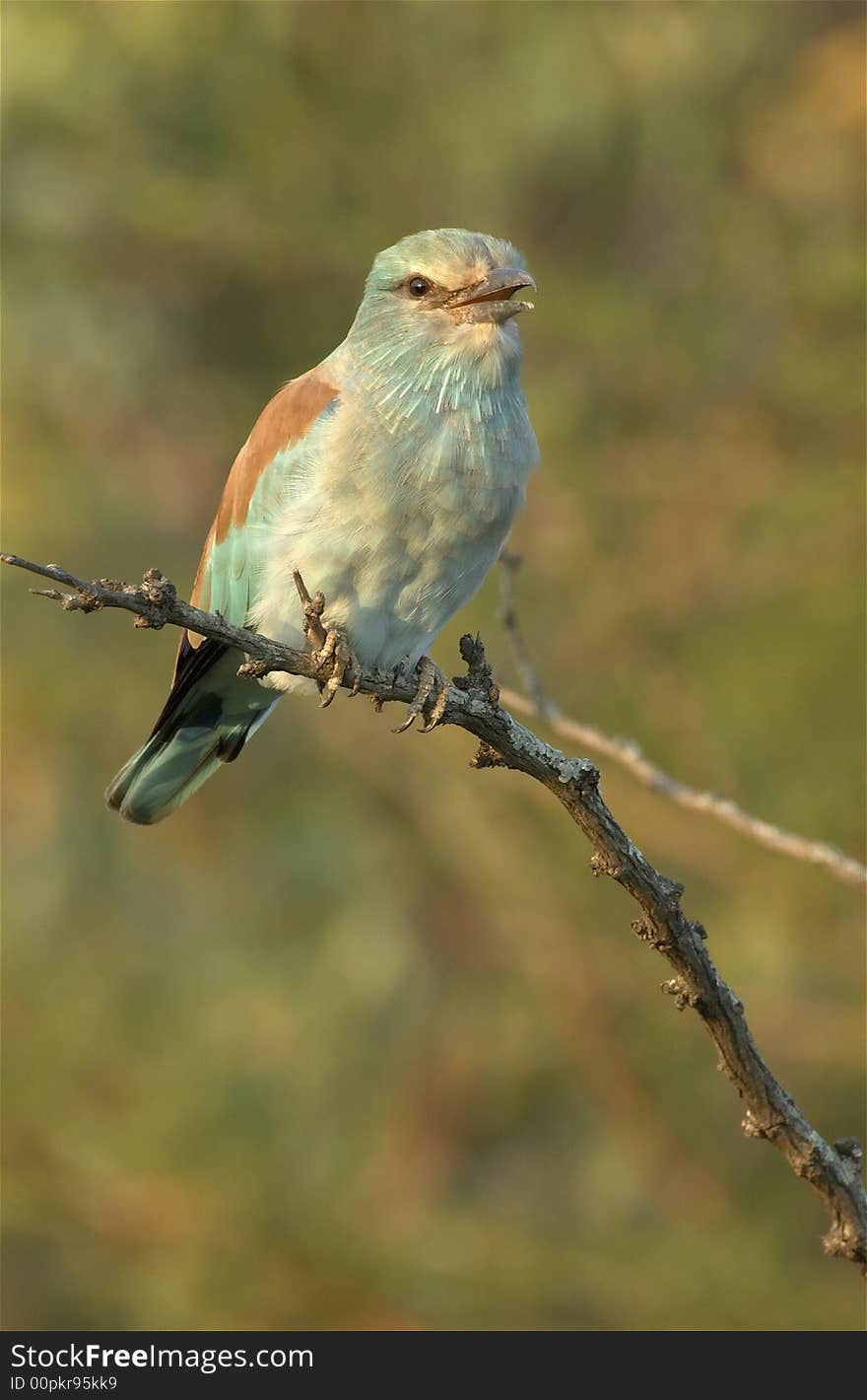 European Roller