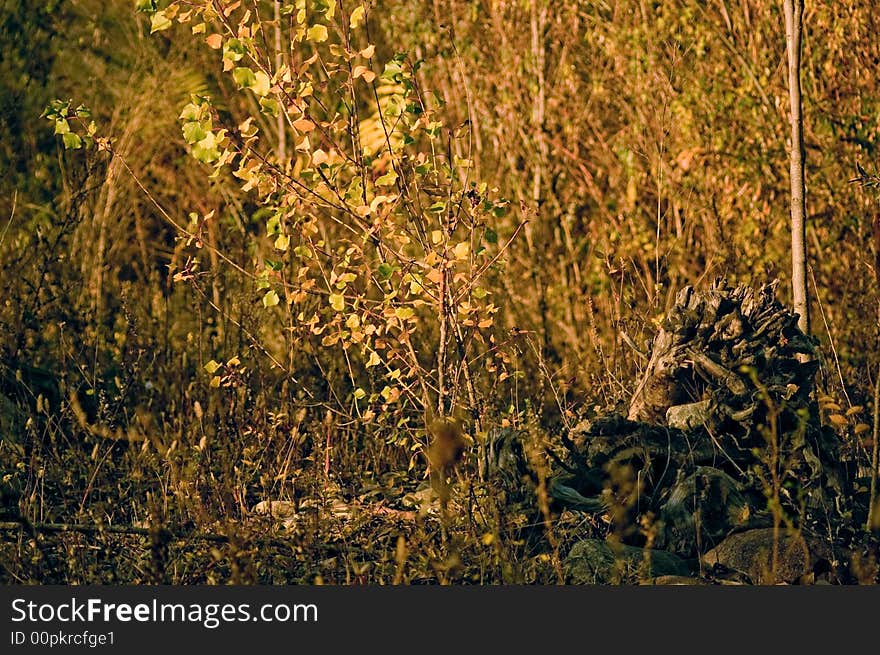 A view in parks of italy showing late autumn nature. A view in parks of italy showing late autumn nature