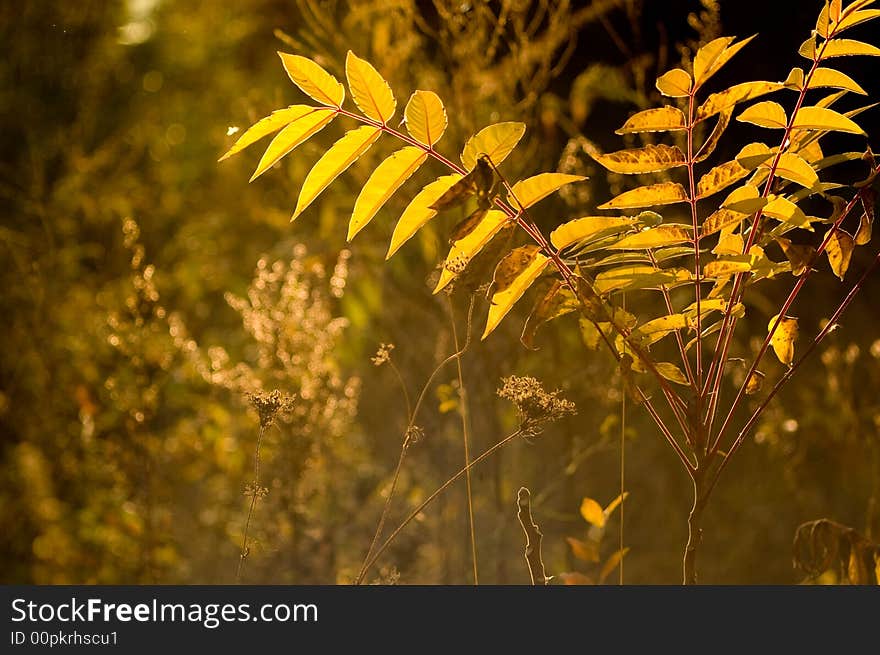 Late autumn view