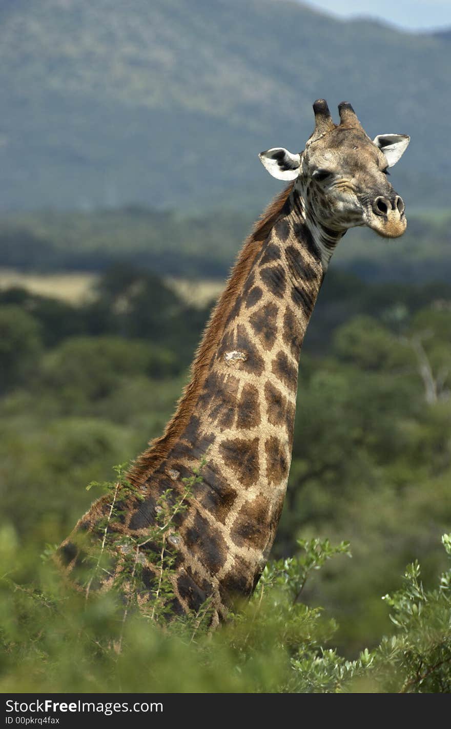 Giraffe