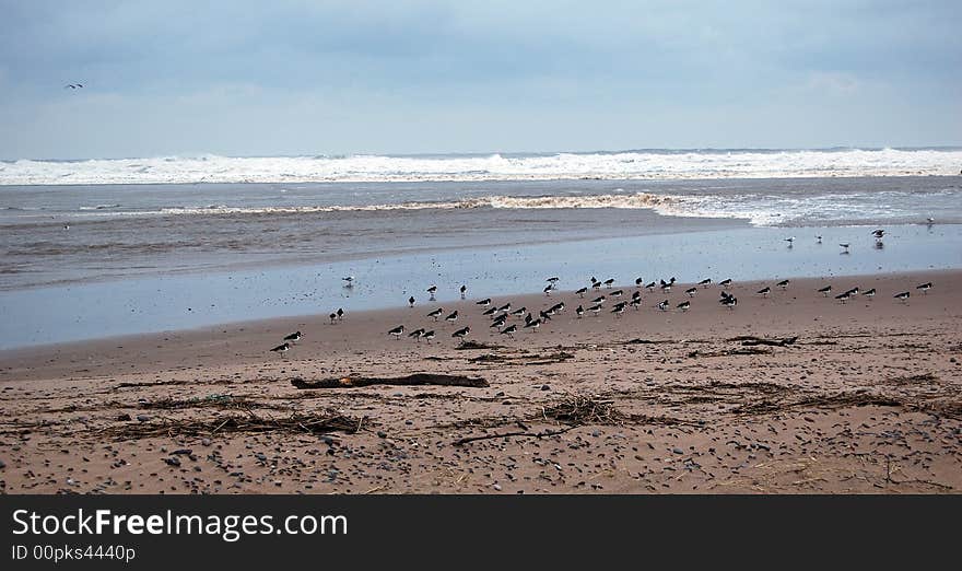 Oystercatchers on a Beach, Scotland, U.K. Between April and June oystercatchers are more often seen inland in Scotland. In July the adults can be seen feeding their adult-sized young on the seashore. These juveniles have black on the end of half of their beak. Oystercatchers are found on the coast throughout the rest of the year. The name oystercatcher was coined by Mark Catesby in 1731 as a common name for the North American species H. Palliatus, described as eating oysters. Yarrell in 1843 established this as the preferred term, replacing the older name sea pie or sea-pie. The bird still lives up to its name, as it is one of the few wading birds that is capable of opening oysters at all. Three races are breeding in western Europe, central Eurasia, Kamchatka, China, and the Western coast of Korea. A group of oystercatchers are known as a &#x22;parcel&#x22; or &#x22;stew&#x22; of oystercatchers.
. Oystercatchers on a Beach, Scotland, U.K. Between April and June oystercatchers are more often seen inland in Scotland. In July the adults can be seen feeding their adult-sized young on the seashore. These juveniles have black on the end of half of their beak. Oystercatchers are found on the coast throughout the rest of the year. The name oystercatcher was coined by Mark Catesby in 1731 as a common name for the North American species H. Palliatus, described as eating oysters. Yarrell in 1843 established this as the preferred term, replacing the older name sea pie or sea-pie. The bird still lives up to its name, as it is one of the few wading birds that is capable of opening oysters at all. Three races are breeding in western Europe, central Eurasia, Kamchatka, China, and the Western coast of Korea. A group of oystercatchers are known as a &#x22;parcel&#x22; or &#x22;stew&#x22; of oystercatchers.