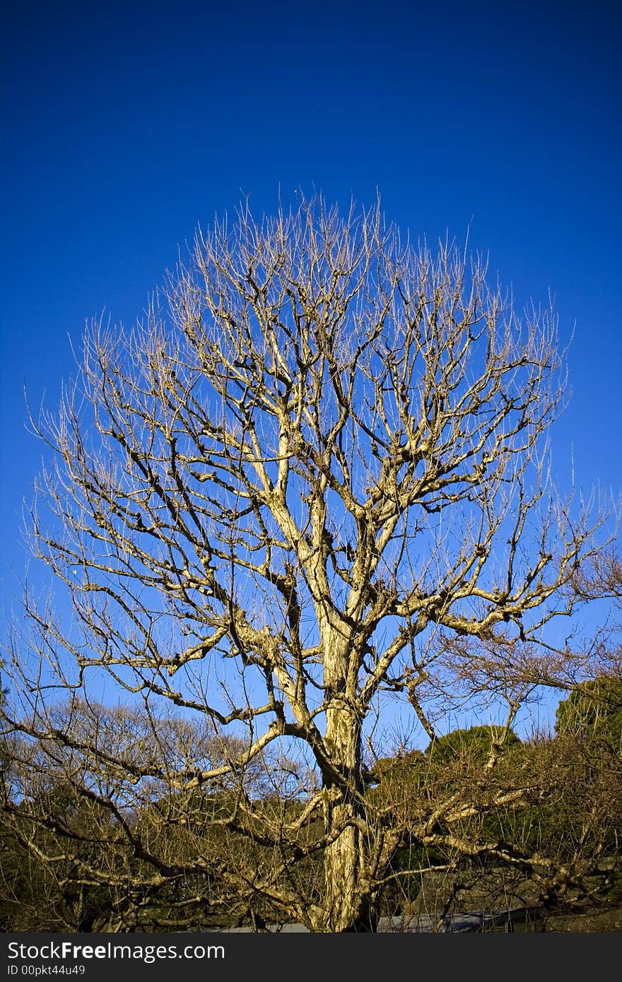 A leafless tree during winter