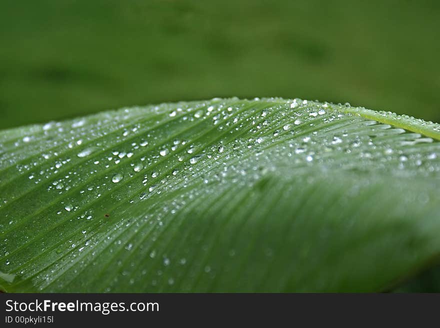 Fresh drops on a leaf after the rain