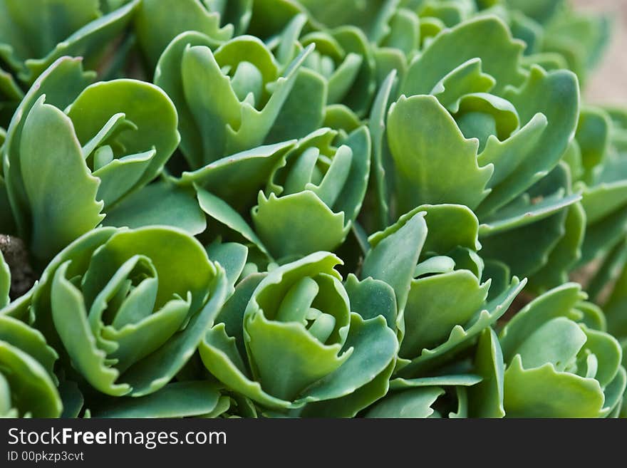 Fresh green brairds macro shot