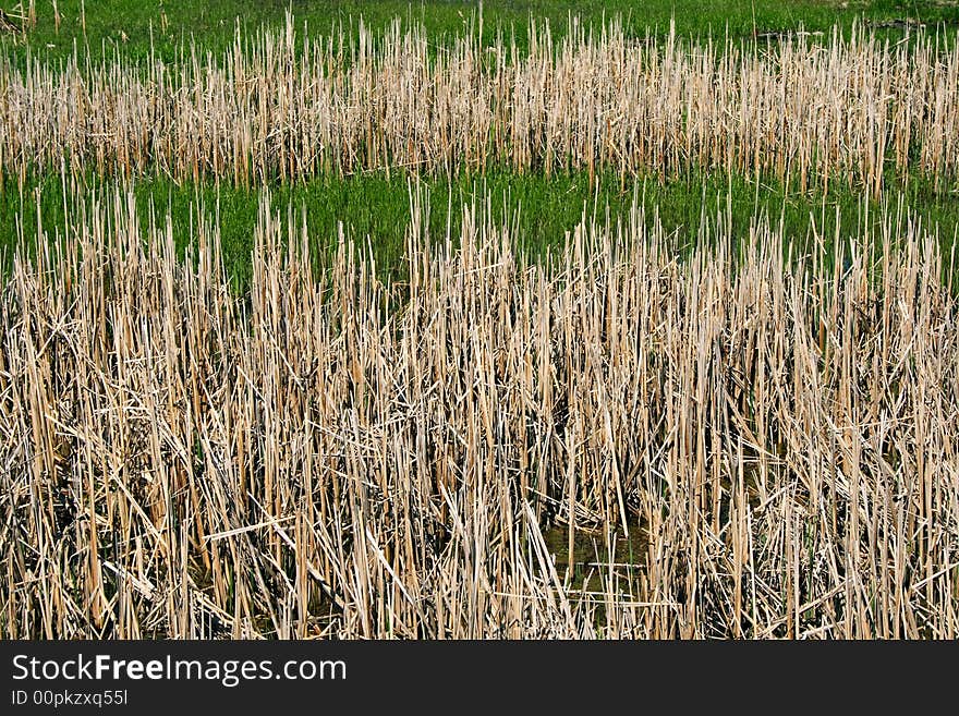 Wild reeds in marshland