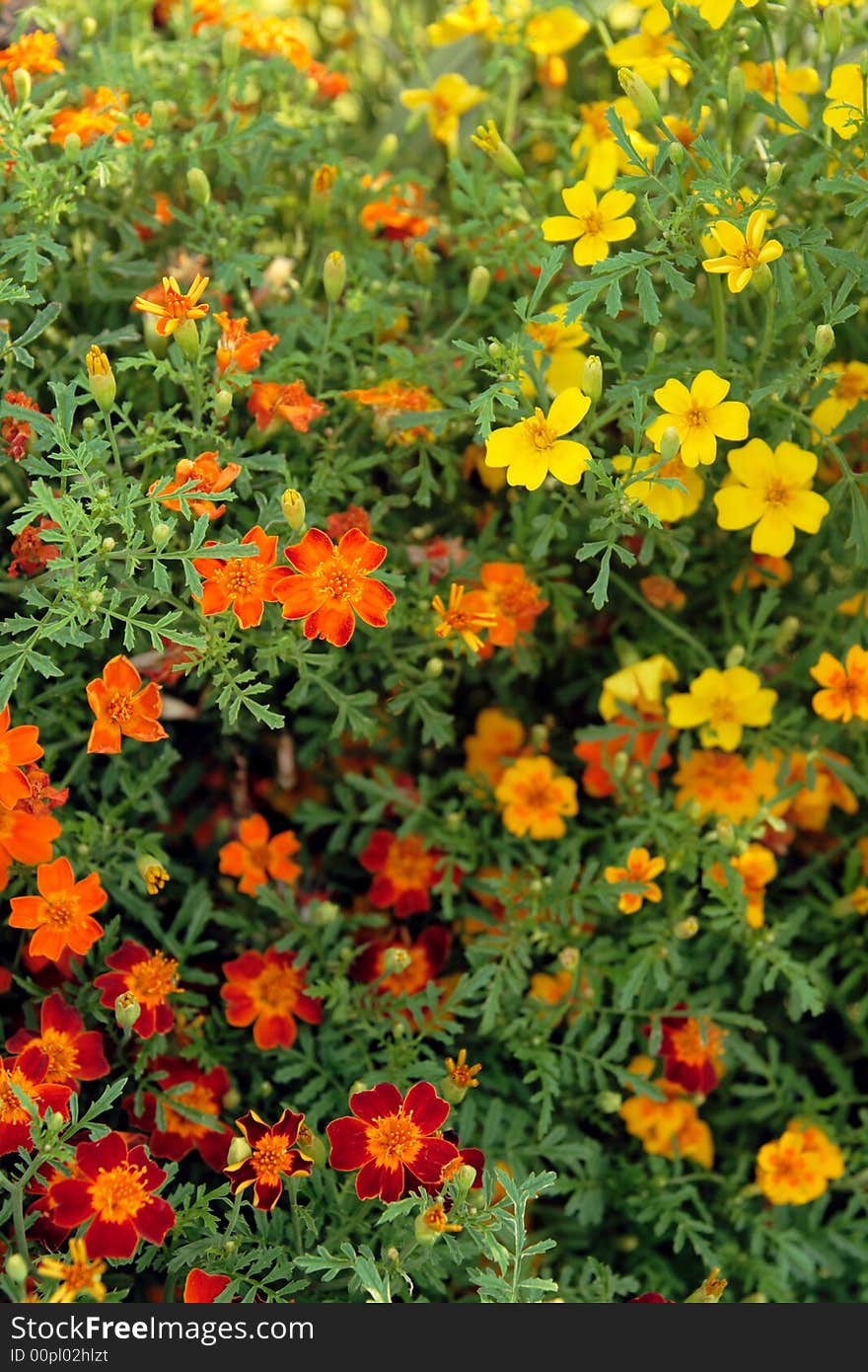 Happy sunny flowers in a summer garden.