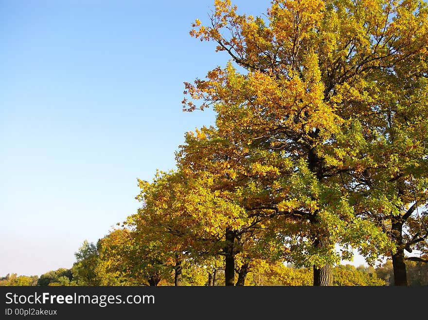 Oak reddening in the autumn. Oak reddening in the autumn