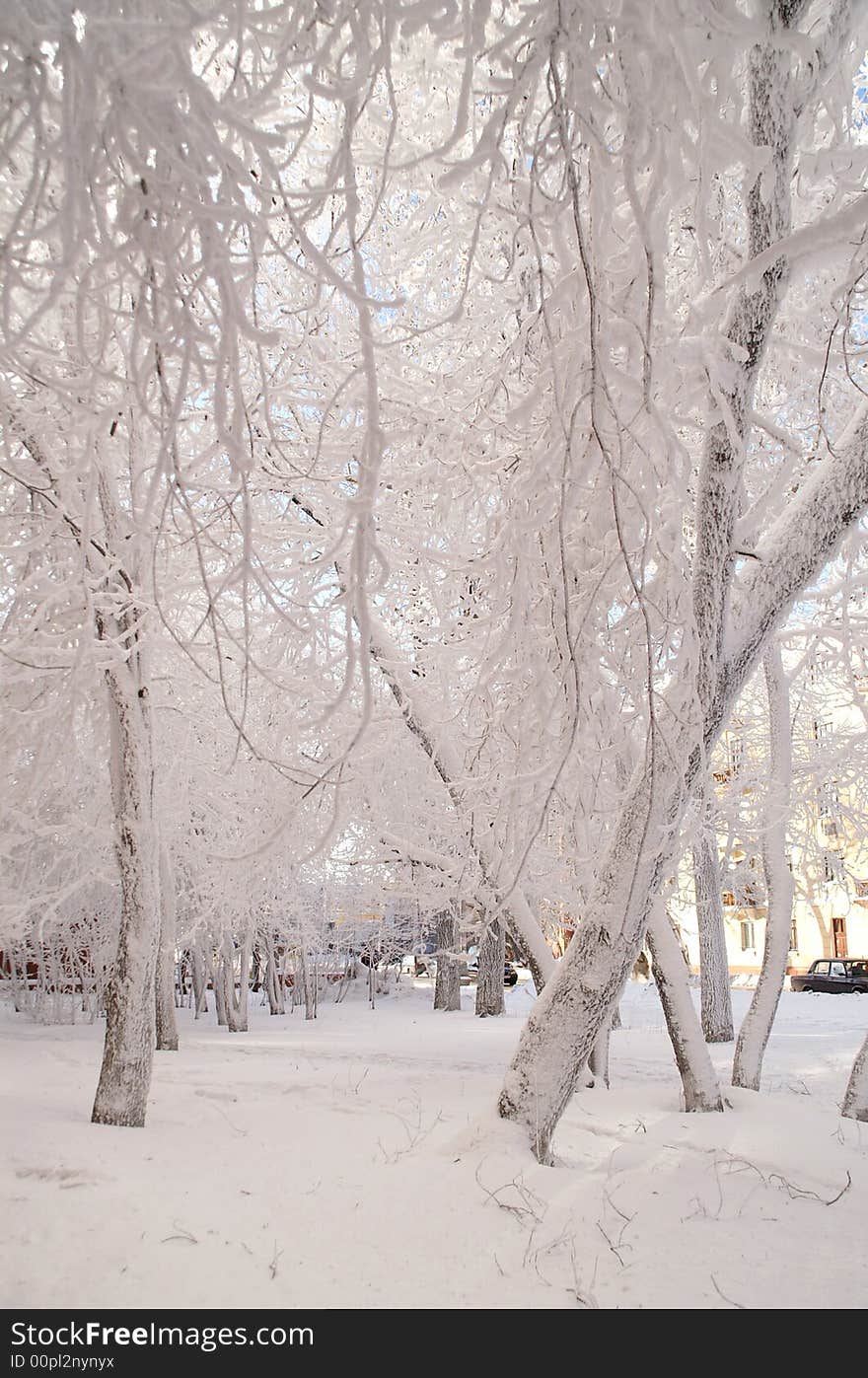 Snow-bound trees in a park. Snow-bound trees in a park