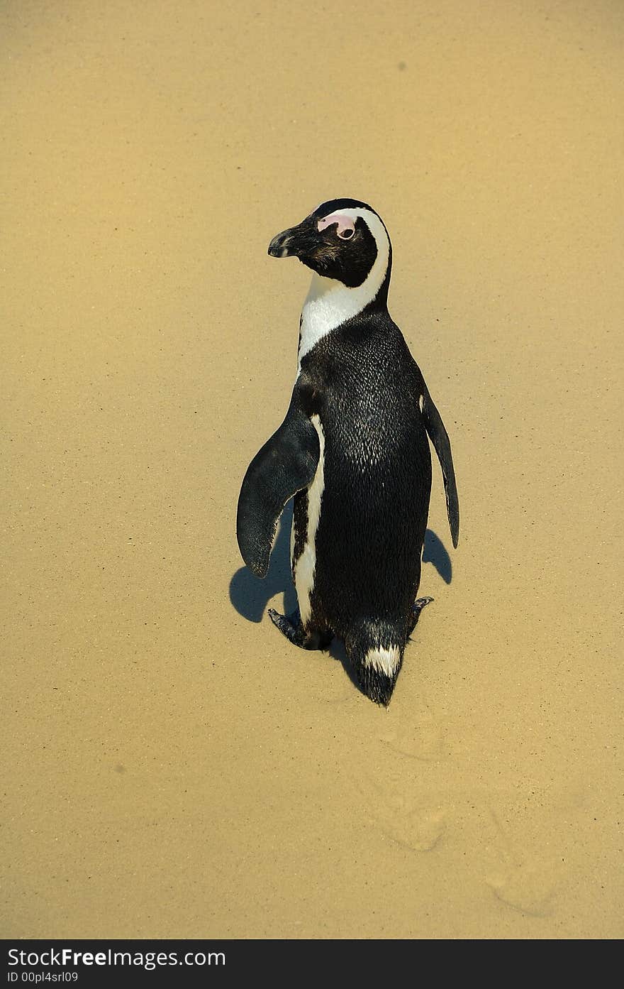 African penguin (Spheniscus demersus) at a penguin colony near Simon's Town (South Africa)