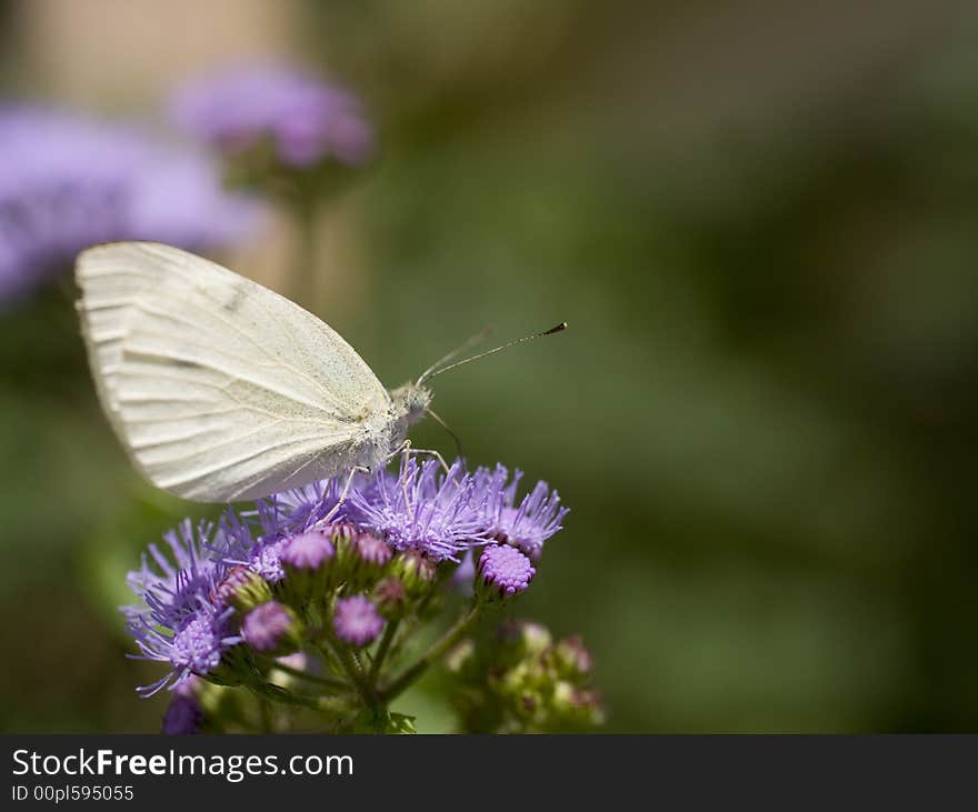 A butterfly on a flower, collecting pollen. A butterfly on a flower, collecting pollen.