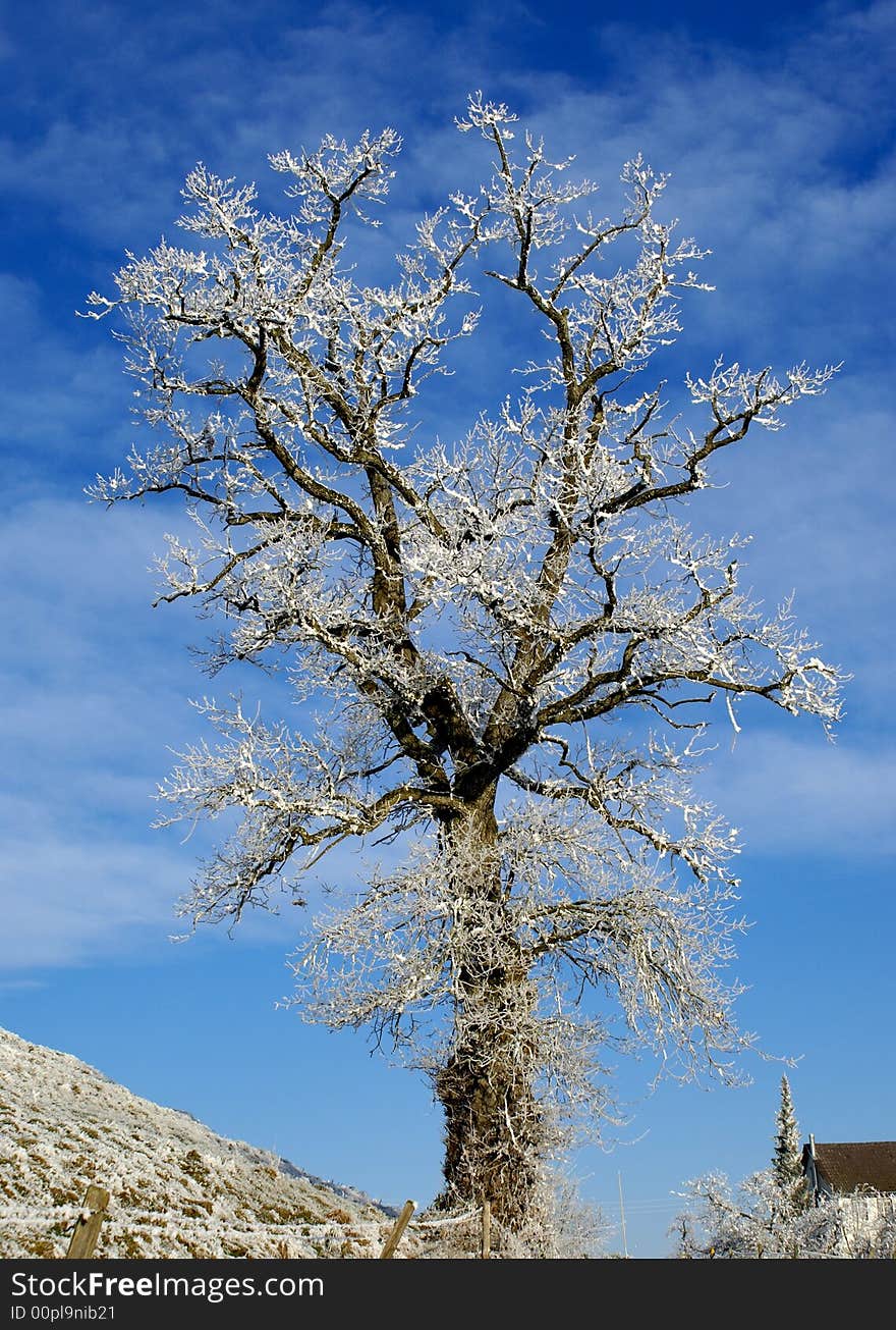 Tree on a hill covered by hoar-frost. Tree on a hill covered by hoar-frost.