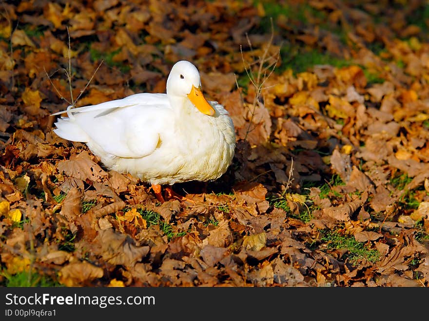 White duck surrounded by fallen leafs