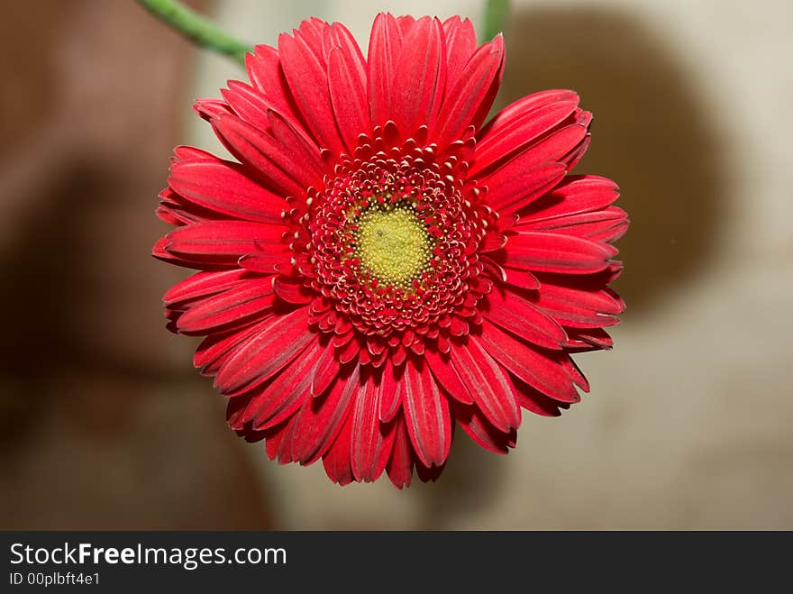 Red Gerber Daisy