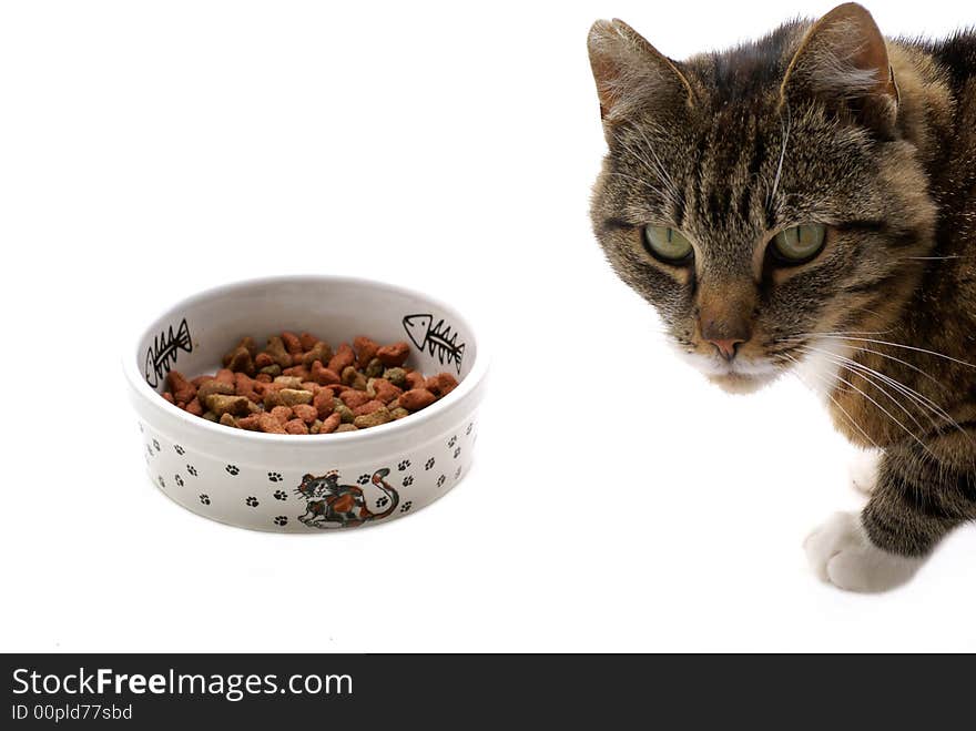 Cat with food isolated on a white background. Cat with food isolated on a white background.