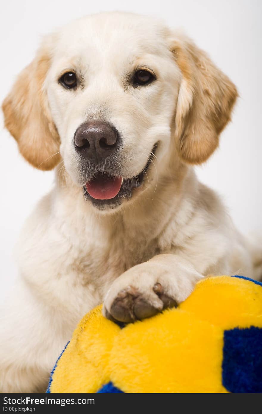 Nice golden retriever with hankerchief around his neck. Nice golden retriever with hankerchief around his neck