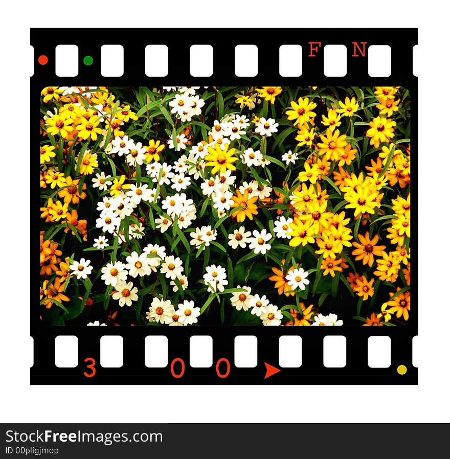 35 mm slide with flowers