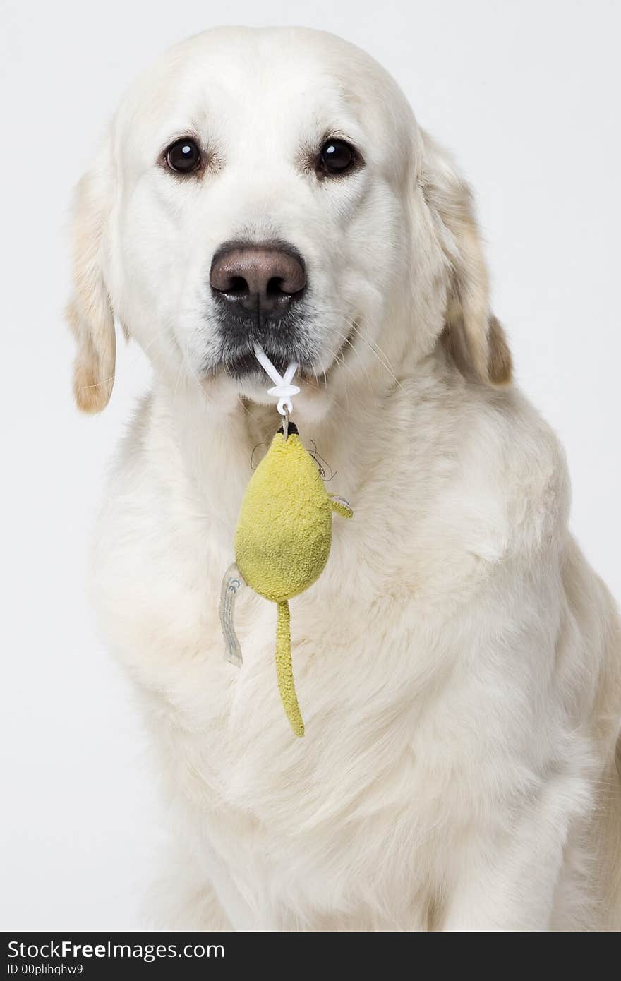 Lovely golden retriever holding a stuffed mouse in his mouth. Lovely golden retriever holding a stuffed mouse in his mouth