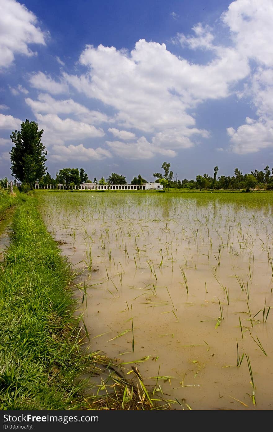 Crop Fields