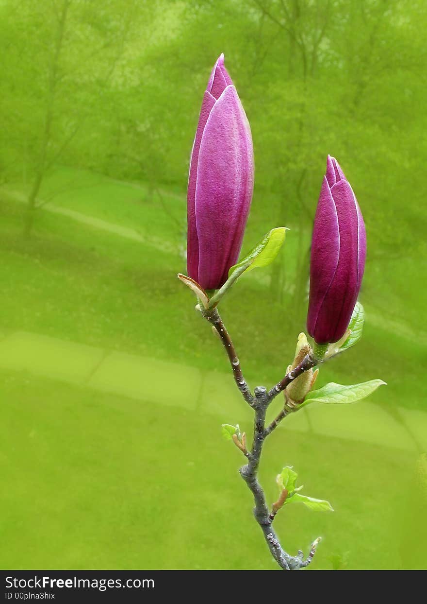 Pink bud of a magnolia-2