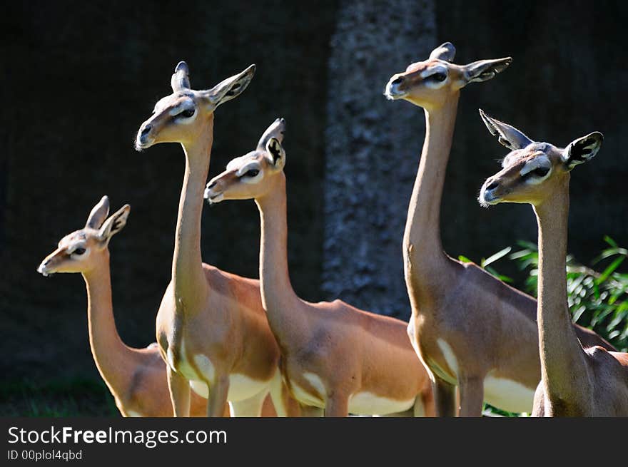 Gerenuks eat food from higher places rather than from closer to the ground like other gazelles and antelopes eat. Gerenuks eat food from higher places rather than from closer to the ground like other gazelles and antelopes eat.