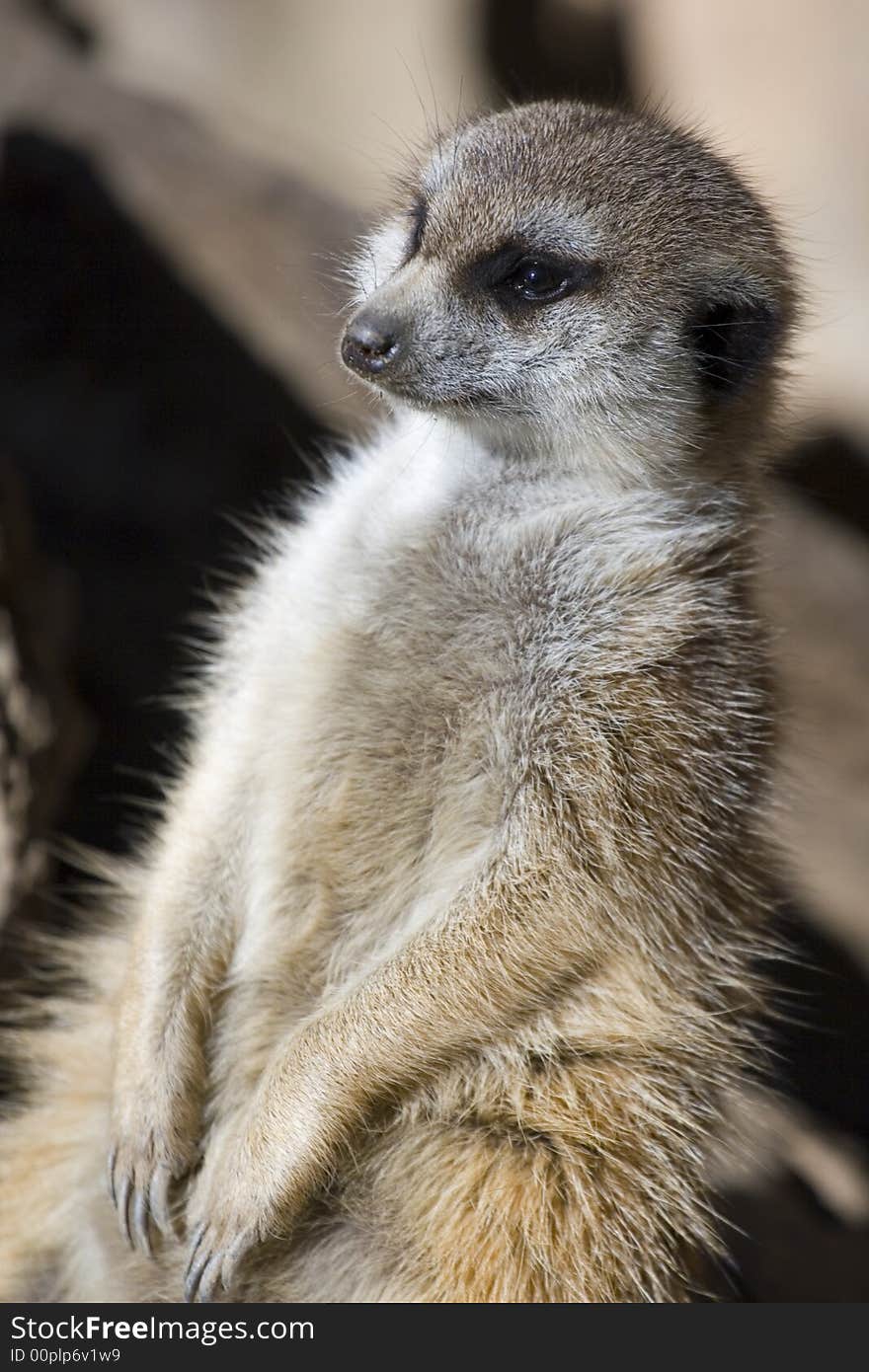 A Meercat sitting and soaking up the morning rays. A Meercat sitting and soaking up the morning rays