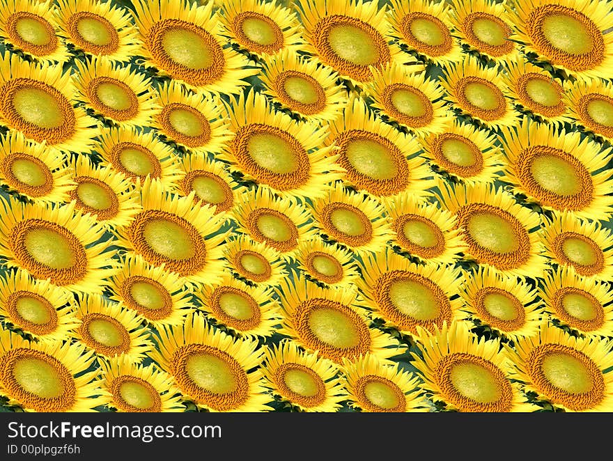 Arranged  multiple yellow rich sunflower