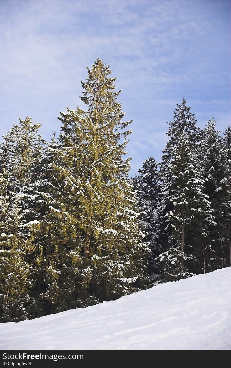 Ski resort in Soell - forest