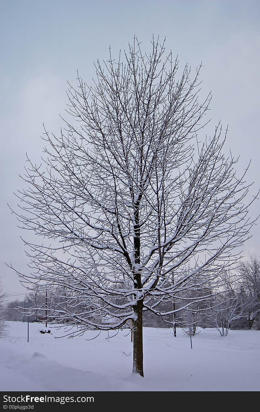 Tree covered in Snow