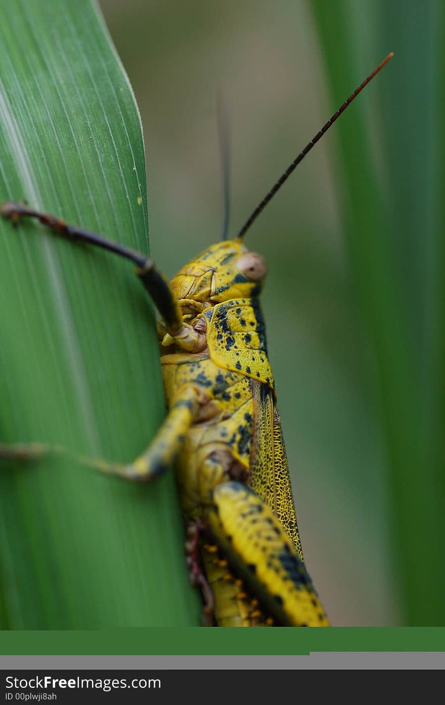 Grasshoper on Leaf