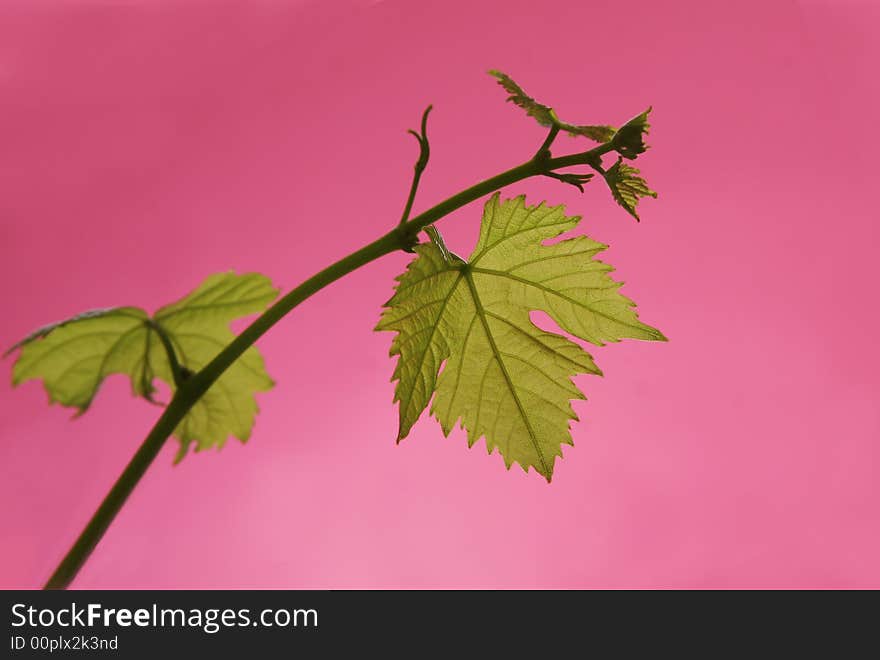 green vine on a pink background. green vine on a pink background