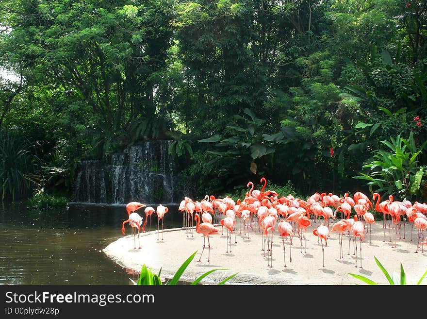 A group of red flamingos