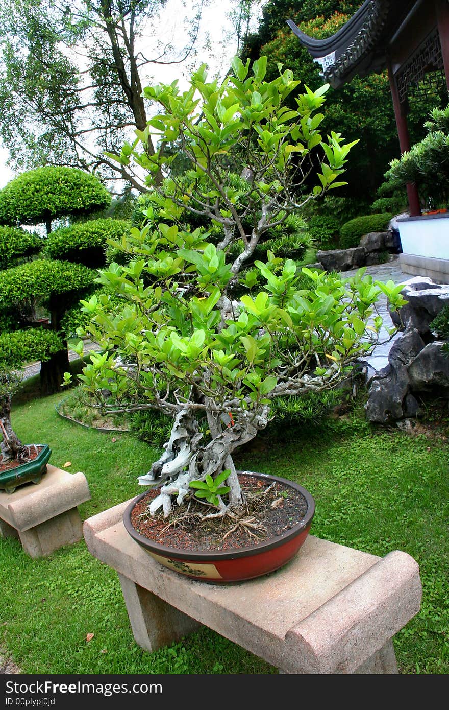 Bonsai