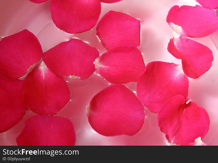 Rose petal in the water